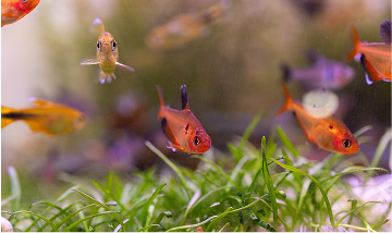Akwarium z rybkami