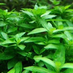 Natuscape Staurogyne Repens