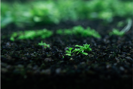 <h4><b>Podłoże neutralne</b></h4>
