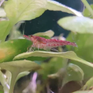 Natuscape Red Cherry